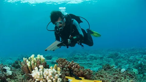Underwater marine Services